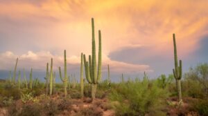Moving to Tucson, AZ in 2026? Read This First