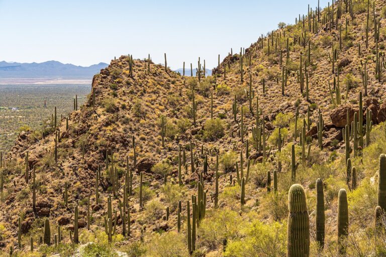 Saguaro cactus covering a rocky hillside at Gates Pass in the Tucson Mountains, with the valley floor in the distance
