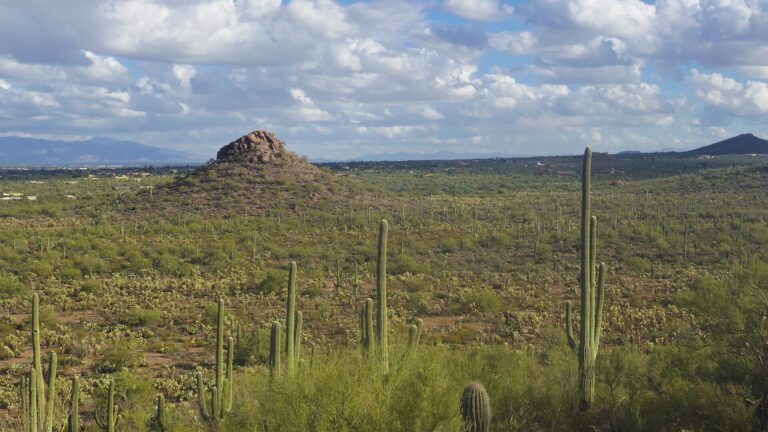 Saguaro cactus and desert hills in Saguaro National Park, looking out toward Tucson, Arizona