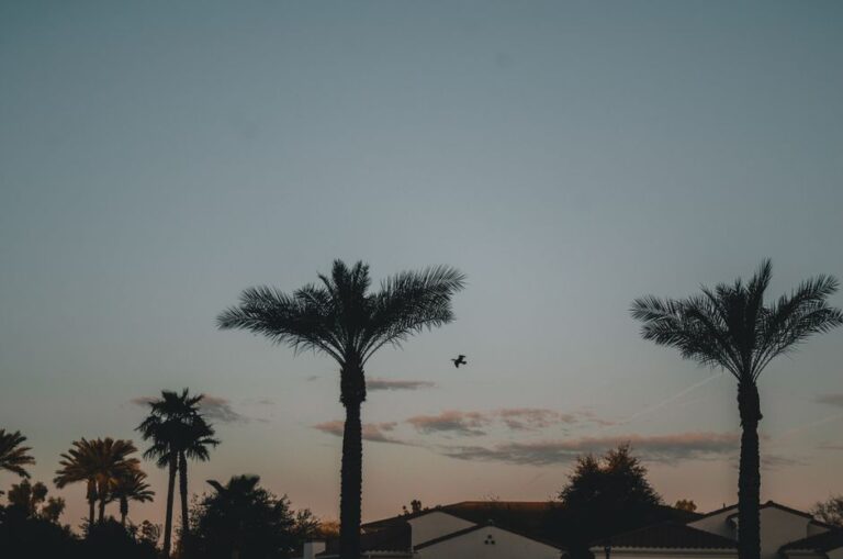 Silhouettes of palm trees against a vibrant sunset sky in Chandler, Arizona.