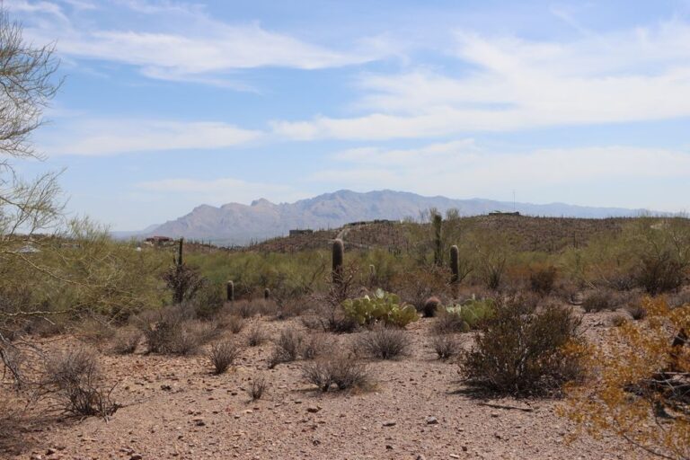 Beautiful desert landscape featuring saguaro cacti under a clear blue sky in Tucson, Arizona.